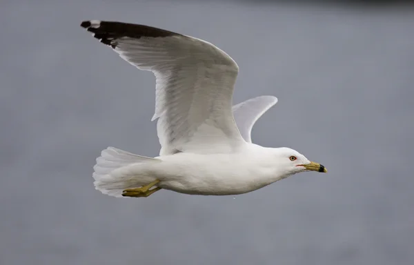 Hermosa imagen aislada con la gaviota en vuelo — Foto de Stock