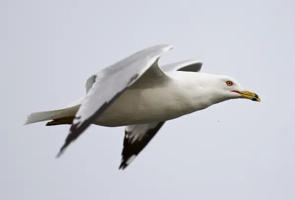 Hermosa foto aislada de la gaviota en vuelo — Foto de Stock