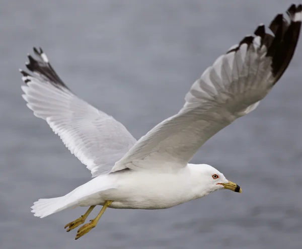 Beautiful closeup with the gull in flight — Stock Photo, Image