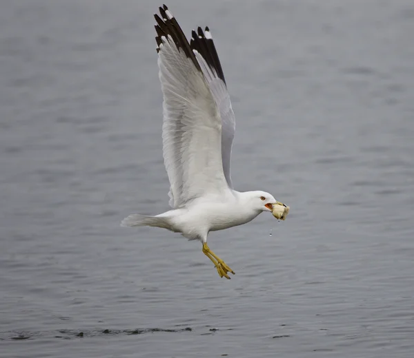 Bella immagine con il gabbiano che vola dall'acqua con il cibo — Foto Stock