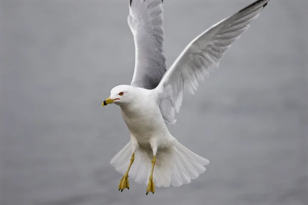 Uçan ring-billed martı güzel izole fotoğraf