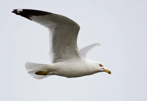 Beautiful isolated photo of the gull in flight — Stock Photo, Image