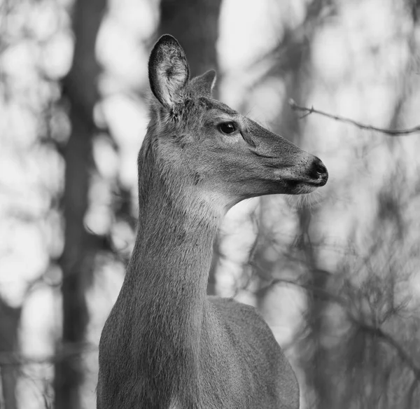 Krásný černobílý obrázek s jelen v lese — Stock fotografie