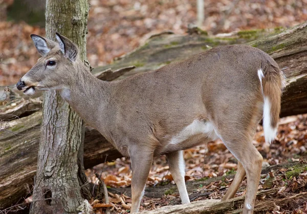Ormandaki uyanık geyik ile resim