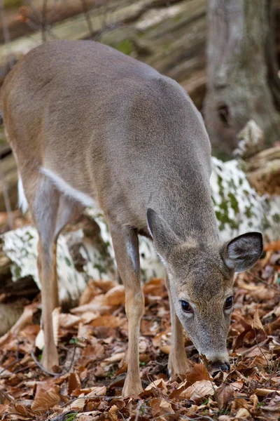 Bella immagine con il simpatico cervo nella foresta — Foto Stock