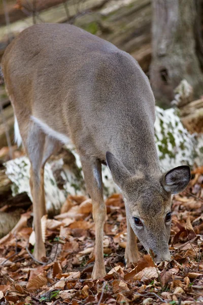 Bello sfondo con il cervo carino mangiare le foglie nella foresta — Foto Stock