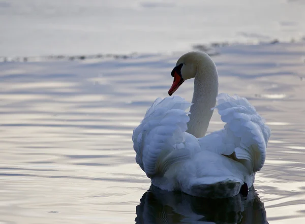Krásný obrázek s labutí v jezeře — Stock fotografie