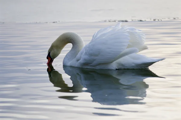 Bela foto isolada de um cisne bebendo água do lago — Fotografia de Stock