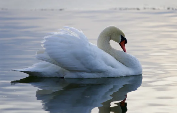 Belle image isolée avec le cygne dans le lac — Photo