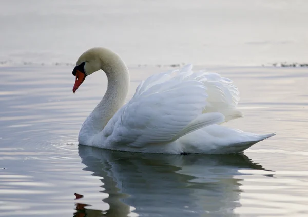 Imagem bonita com o cisne nadando no lago — Fotografia de Stock