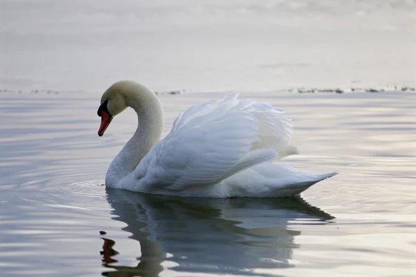 Beautiful isolated picture with the swan swimming in the lake — Stock Photo, Image