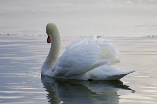 Krásný izolovaný fotografie s labutí, koupání v jezeře — Stock fotografie