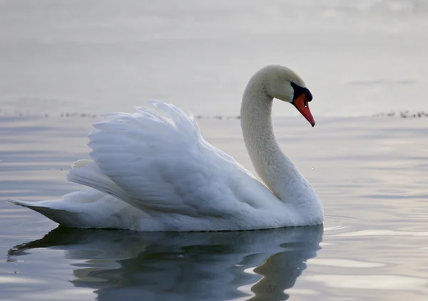 Krásné fotografie izolované labutě v jezeře — Stock fotografie