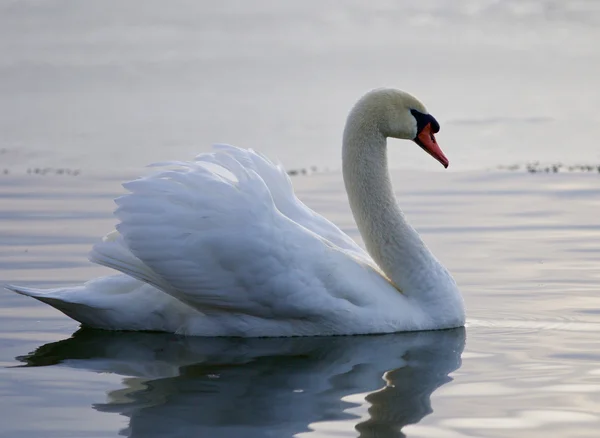 Krásný záběr labutě v jezeře — Stock fotografie