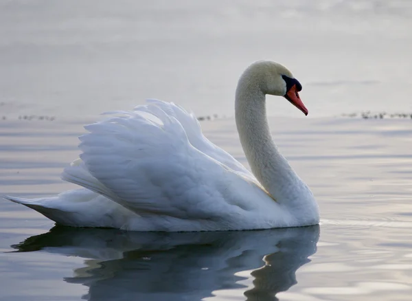 Beau gros plan d'un cygne nageant dans le lac — Photo