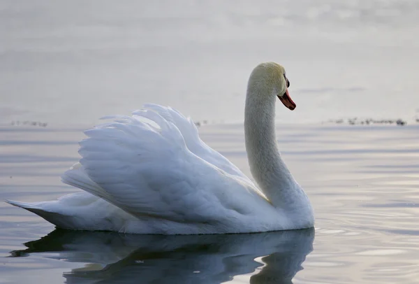 Fundo bonito com um cisne nadando no lago — Fotografia de Stock