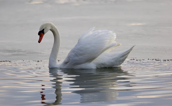 Bela foto isolada de um cisne no lago — Fotografia de Stock