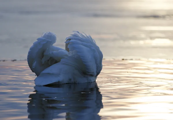 Belle image isolée d'un cygne dans le lac au coucher du soleil — Photo