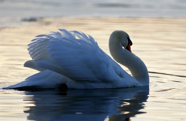 Imagem isolada bonita com um cisne no lago no por do sol — Fotografia de Stock