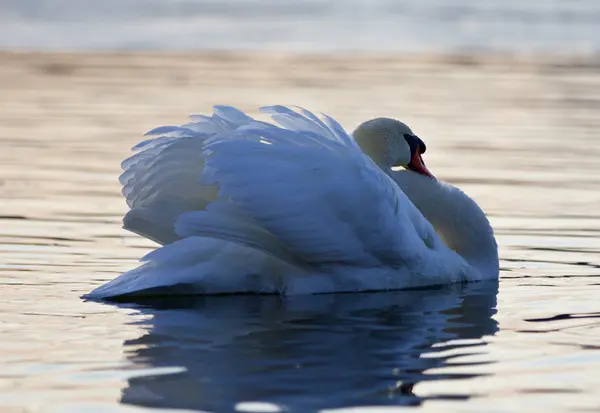 Hermoso fondo con un cisne en el lago al atardecer —  Fotos de Stock