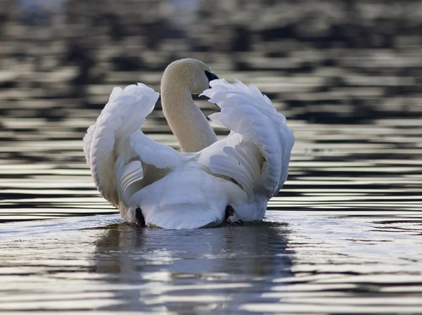 Imagem isolada bonita com um cisne no lago no por do sol — Fotografia de Stock