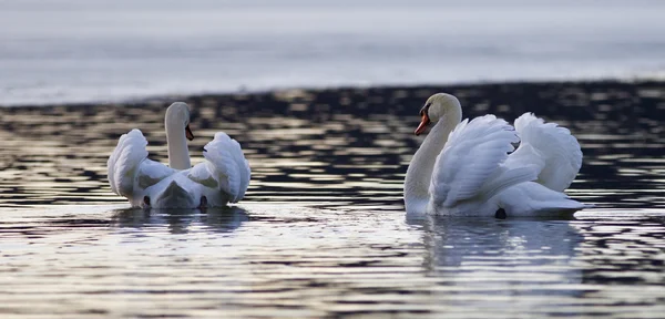 Imagem isolada bonita com dois cisnes no lago no por do sol — Fotografia de Stock