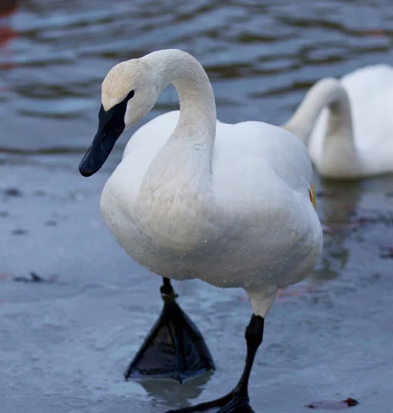 Beautiful isolated image with a swan going on the ice — Stock Photo, Image