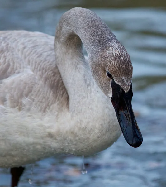 Beautiful photo with a cute swan on the ice — Stock Photo, Image