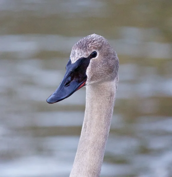 Beautiful portrait of a cute swan — Stock Photo, Image
