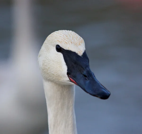 Bellissimo primo piano di un cigno carino — Foto Stock