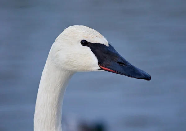 Fundo bonito com os cisnes trompetista — Fotografia de Stock