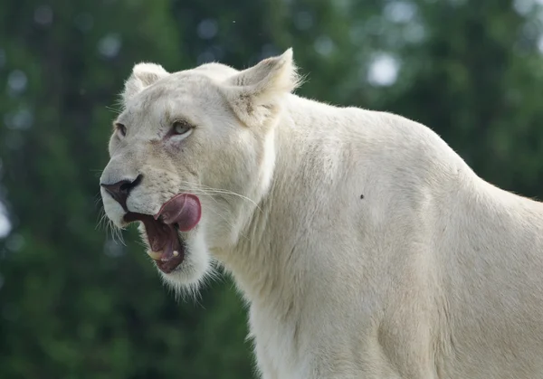 Hermoso fondo con el peligroso león blanco — Foto de Stock