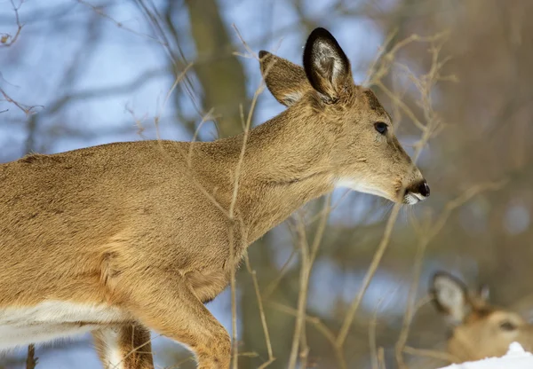 Beautiful backgroundwith a wild deer — Stock Photo, Image