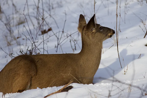 在一旁看雪地上鹿的美丽照片 — 图库照片