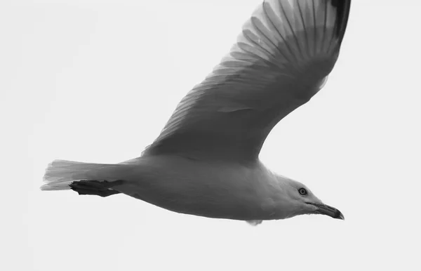 Όμορφο μαύρο και άσπρο φωτογραφία του γλάρου κατά την πτήση — Φωτογραφία Αρχείου