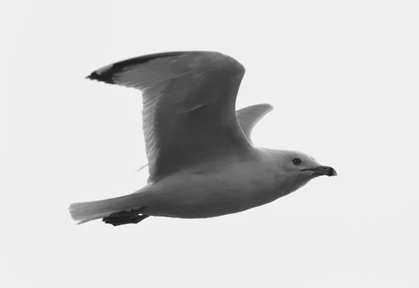 Hermosa imagen en blanco y negro con la gaviota tranquila en vuelo — Foto de Stock