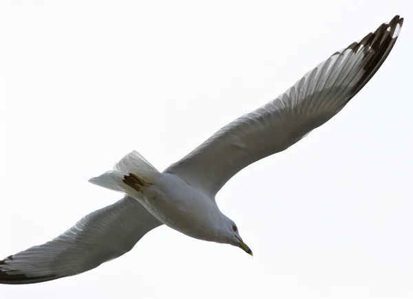 Bela imagem isolada com a gaivota calma em voo — Fotografia de Stock