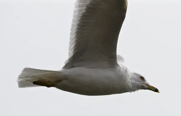 Bonita foto aislada de la gaviota voladora — Foto de Stock