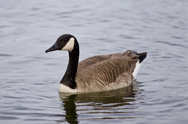 Beautiful photo of the swimming goose — Stock Photo, Image