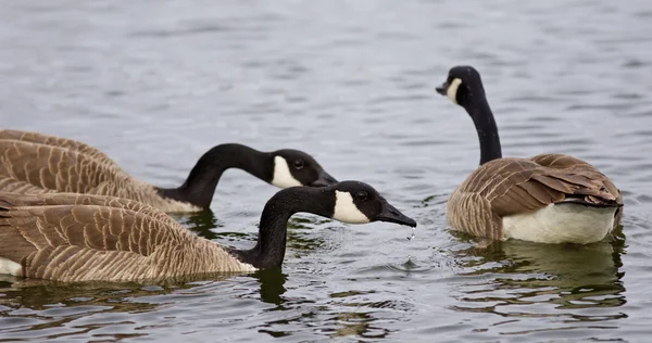 Bela foto de três gansos canadenses nadando — Fotografia de Stock