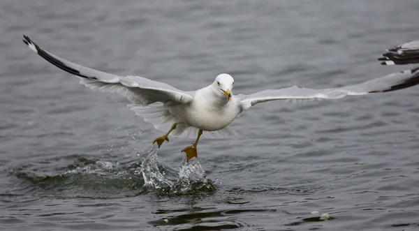 Foto aislada de una gaviota despegando del agua —  Fotos de Stock