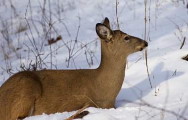 Bir kenara seyir kar üzerinde vahşi geyik güzel fotoğraf