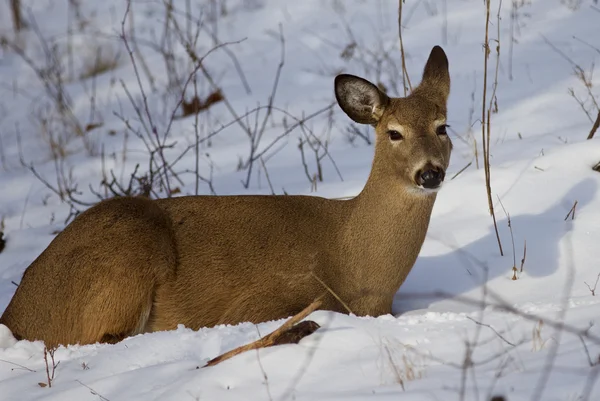 Imagem isolada bonita com o cervo selvagem bonito que coloca na neve — Fotografia de Stock