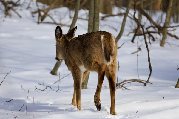 Foto del ciervo salvaje desapareciendo en el bosque nevado —  Fotos de Stock