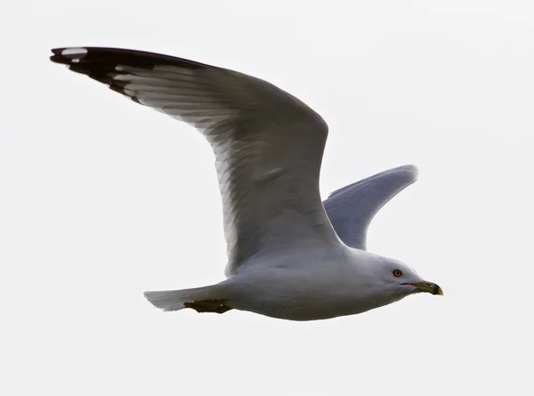 Schöne isolierte Bild der erstaunlichen Möwe im Flug — Stockfoto