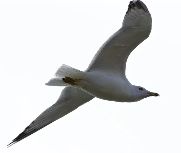 Beautiful isolated image of the calm gull in flight — Stock Photo, Image