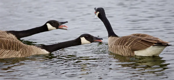 Imagem isolada de três gansos do Canadá gritando no lago — Fotografia de Stock