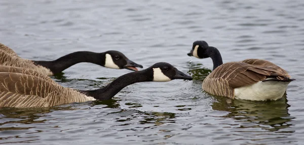 Fundo bonito com três gansos natação Canadá — Fotografia de Stock