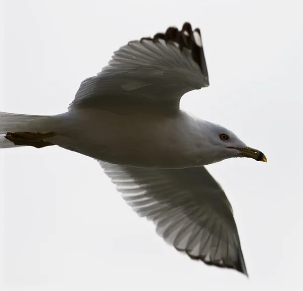 Schönes isoliertes Foto der Möwe im Flug — Stockfoto