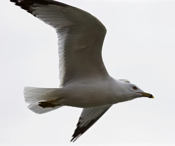 Beautiful isolated image with the flying gull — Stock Photo, Image